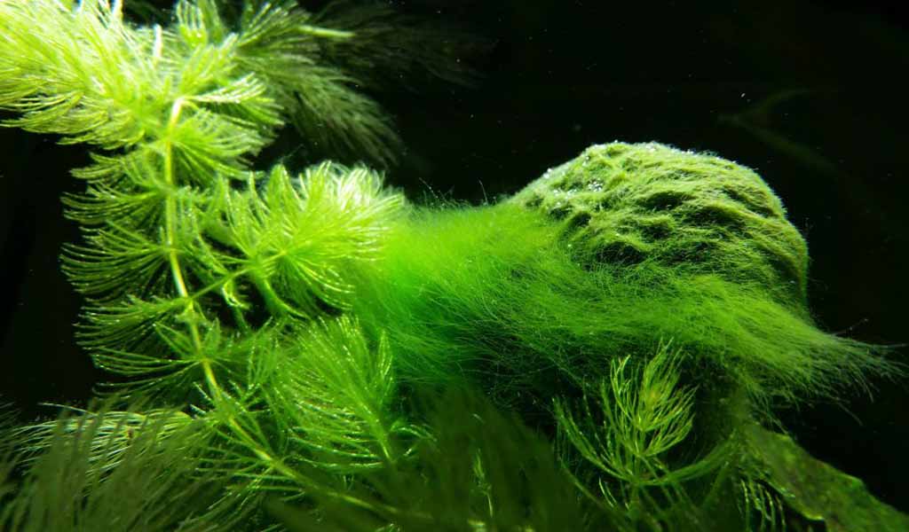 green hair algae