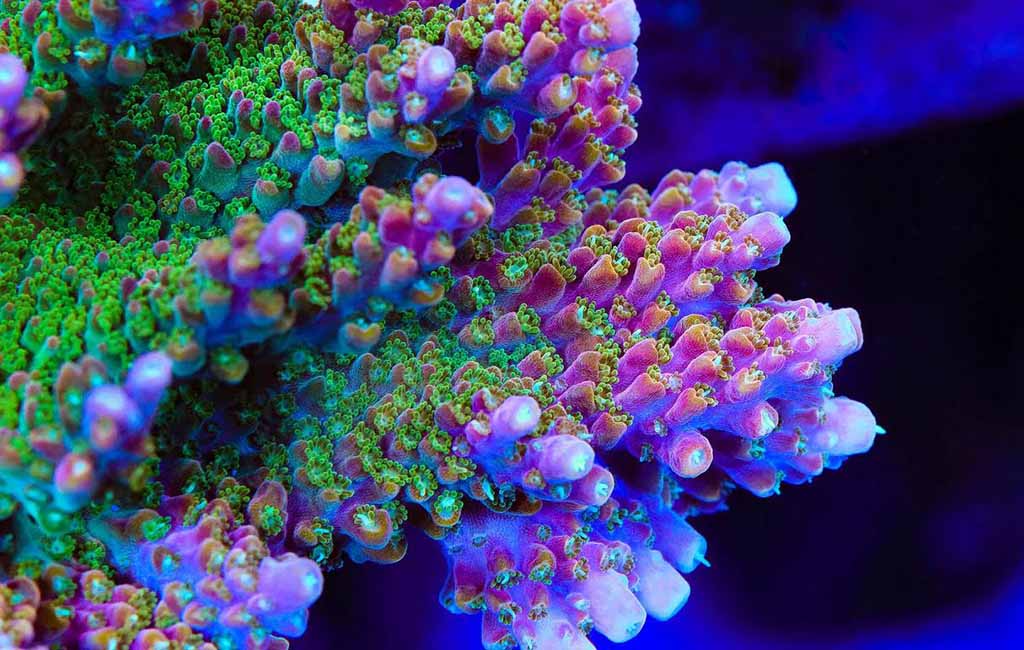 best light spectrum for coral growth