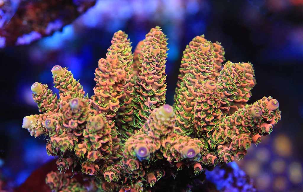 Lighting coral tanks