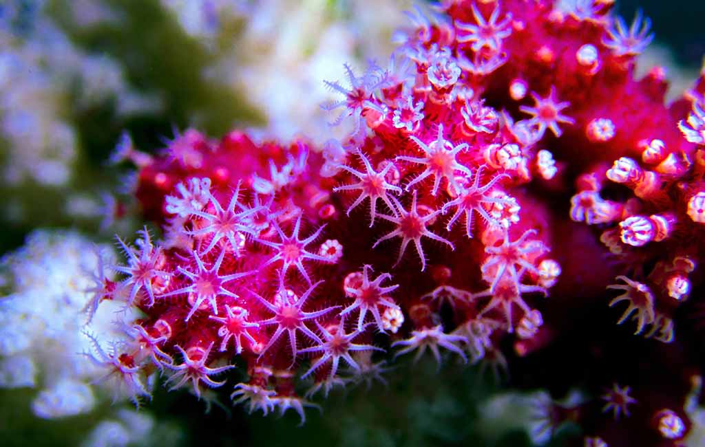 lighting for corals