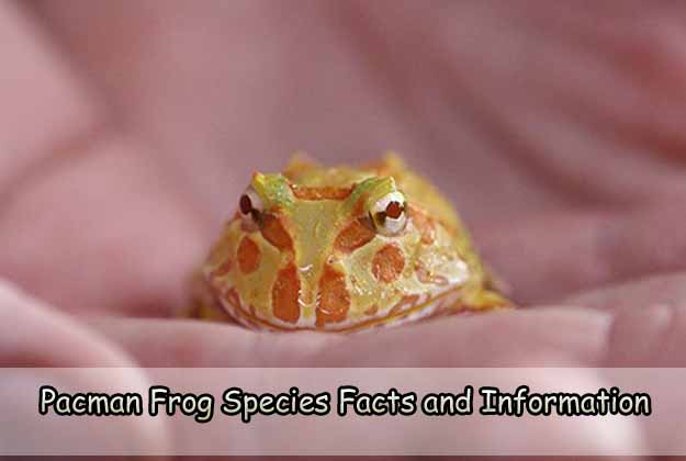 Pacman Frog Species Facts and Information