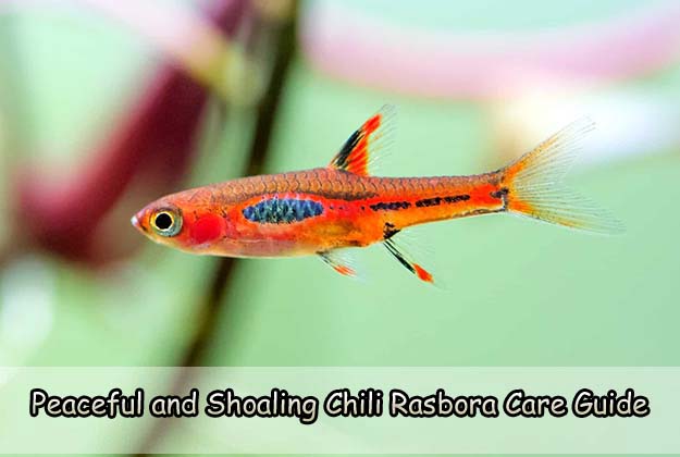 Peaceful and Shoaling Chili Rasbora Care Guide