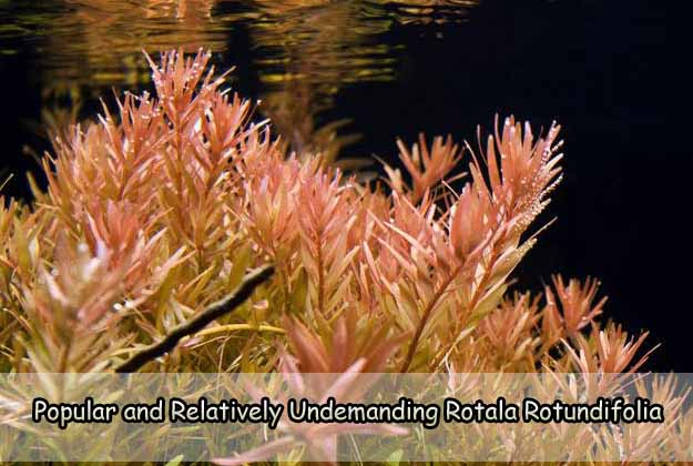 Popular and Relatively Undemanding Rotala Rotundifolia