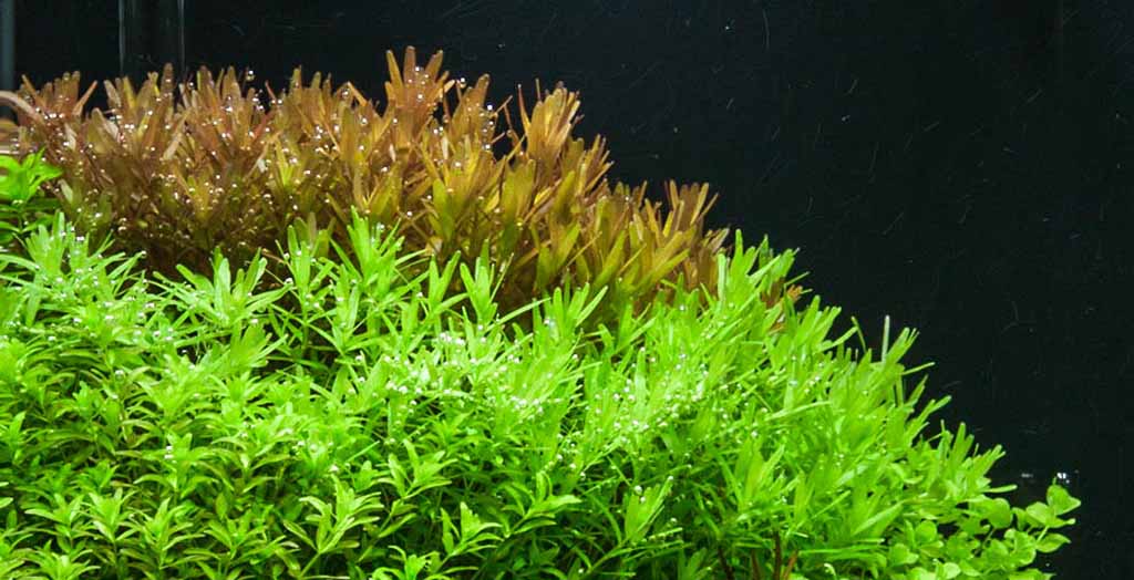 Rotala Rotundifolia Aquascape