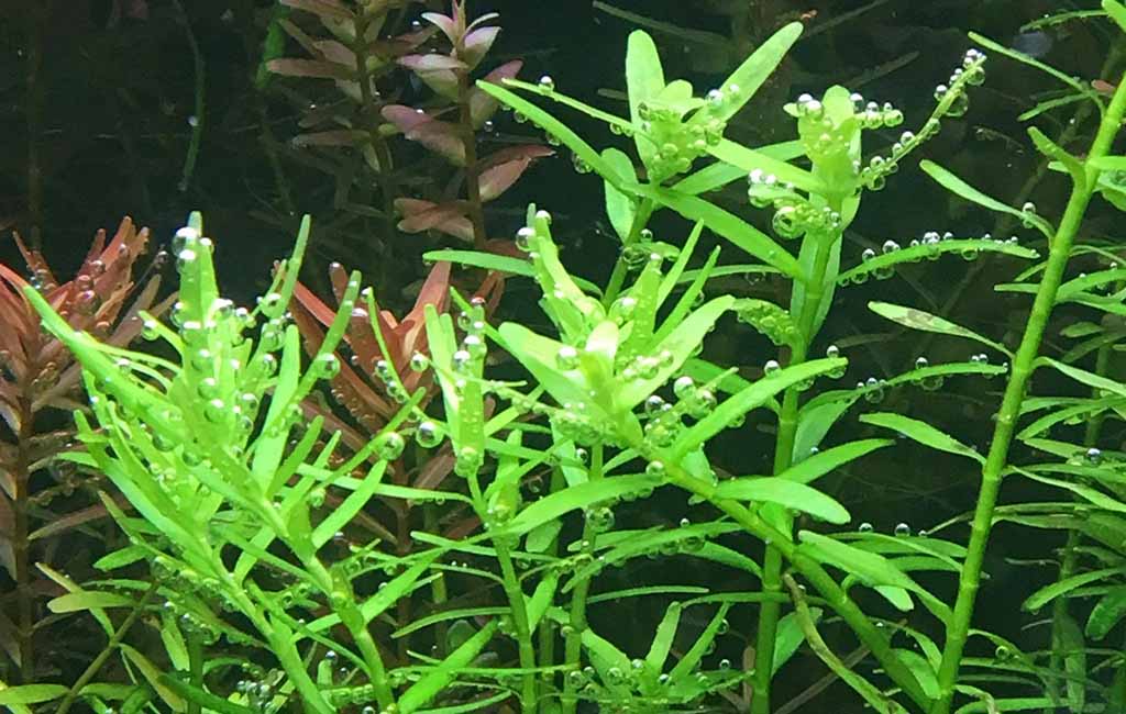 About Rotala Rotundifolia