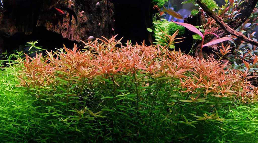 rotala rotundifolia aquarium