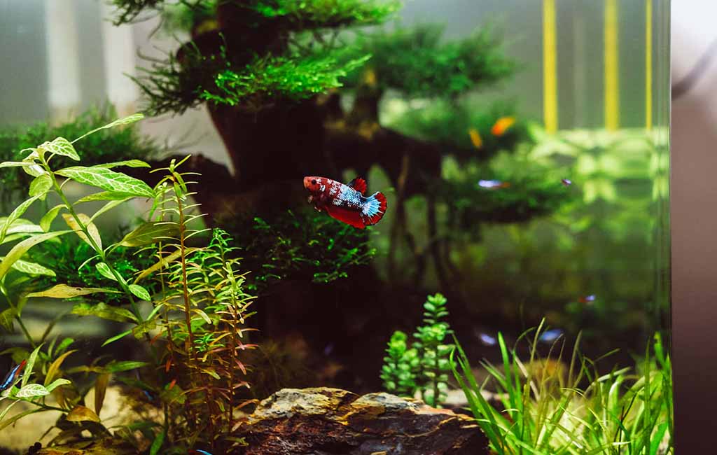 fish aquarium water