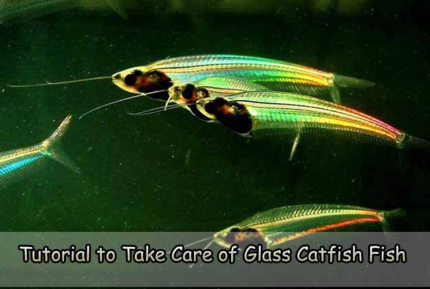 Tutorial to Take Care of Glass Catfish Fish