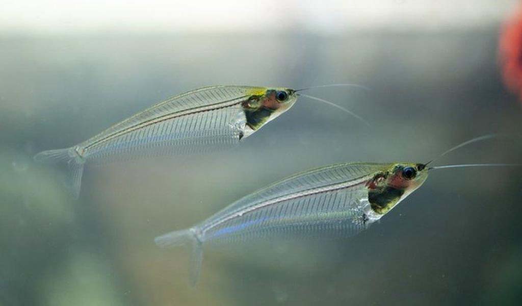 Take care of glass catfish fish