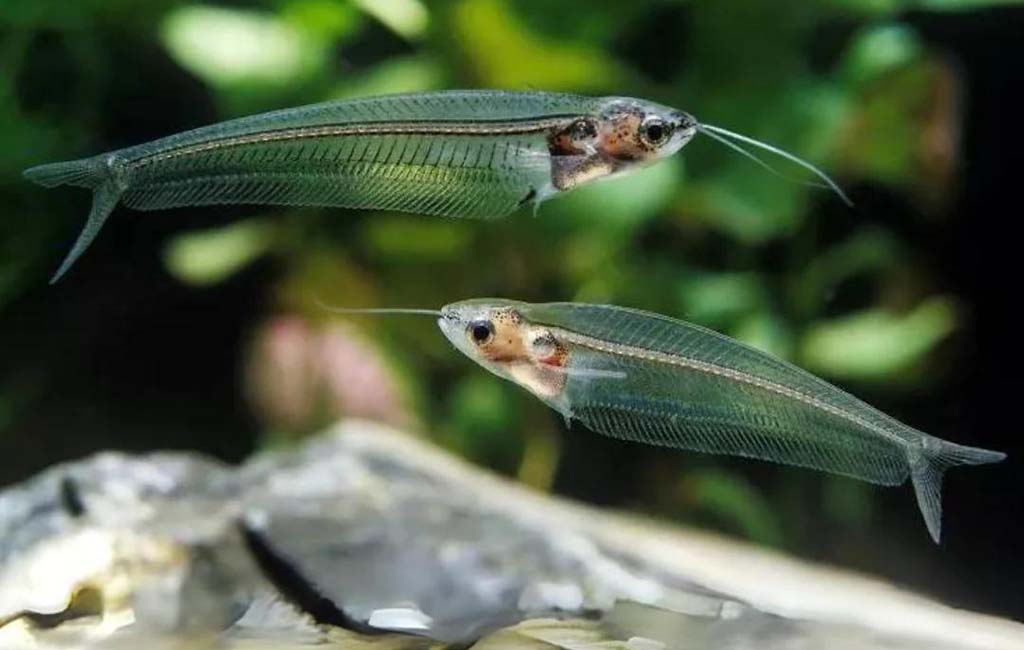 glass catfish care