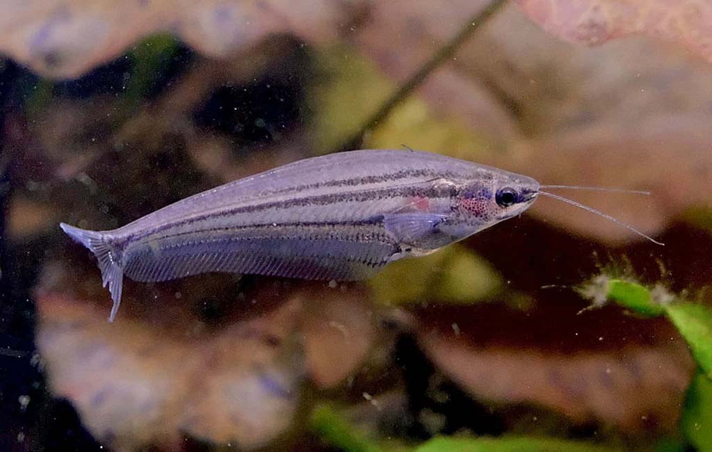 pregnant glass catfish