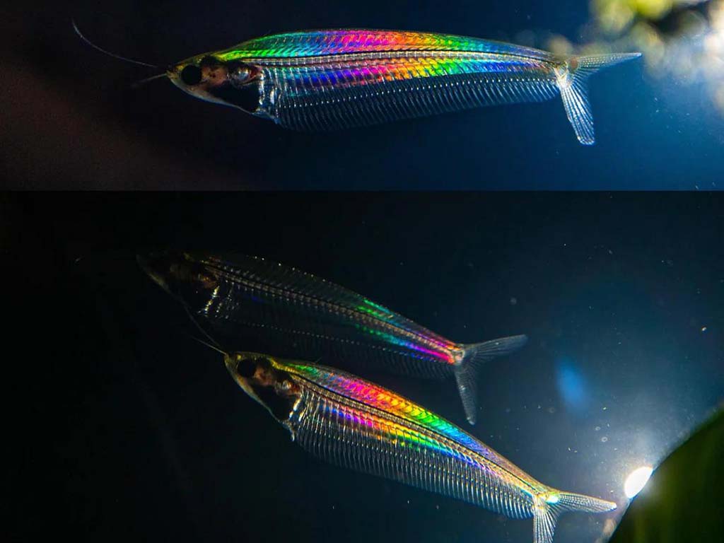 rainbow glass catfish