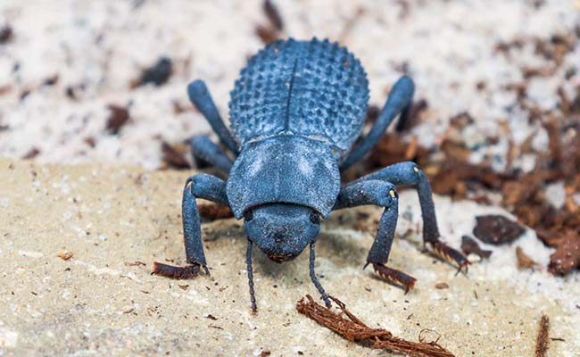 Blue Death Feigning Beetle