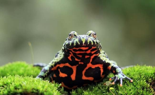 Fire Bellied Toad