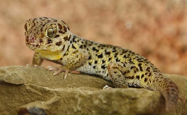 Frog Eyed Gecko