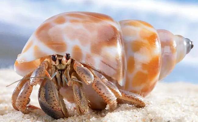 Hermit crab