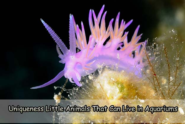 Uniqueness Little Animals That Can Live in Aquariums