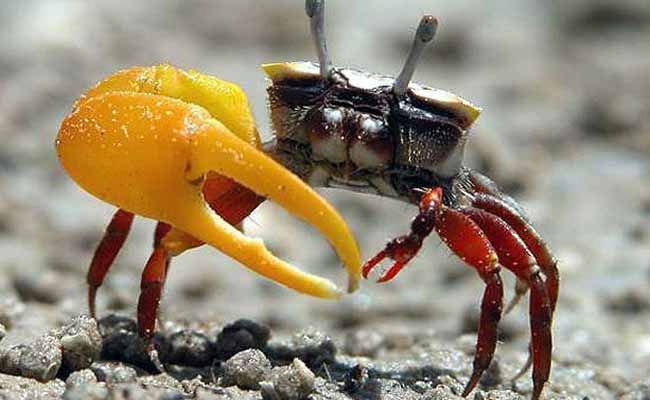 Fiddler Crab