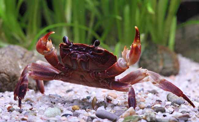 Matano Crab