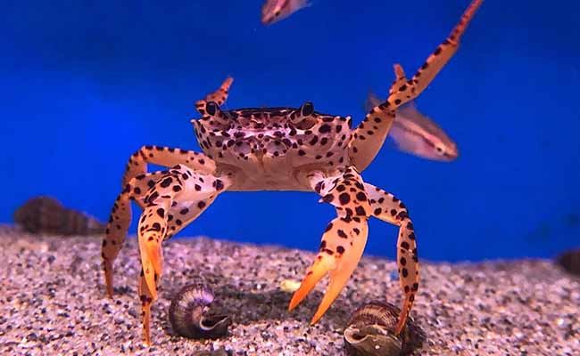 Panther Crab