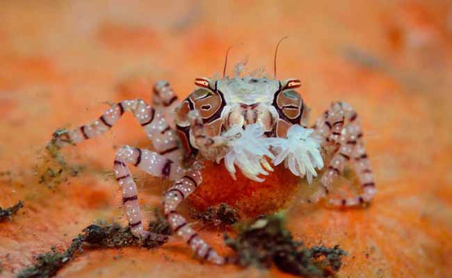 Pom Pom Crab