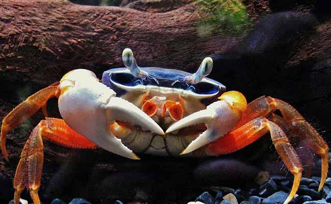 Rainbow Crab