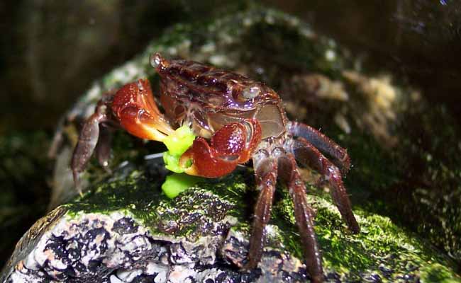 Red Claw Crab