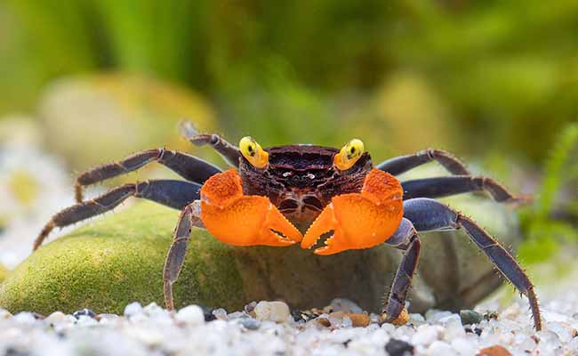 Vampire Crab