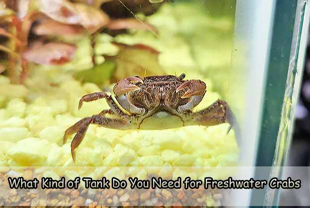 What Kind of Tank Do You Need for Freshwater Crabs