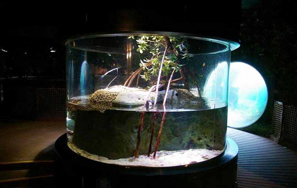 freshwater crab tank