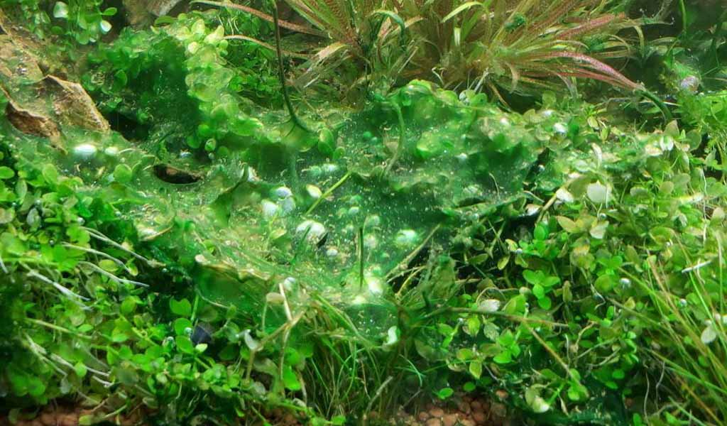 Blue green algae aquarium