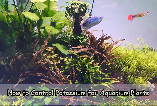 How to Control Potassium for Aquarium Plants