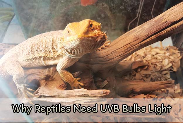 Why Reptiles Need UVB Bulbs Light