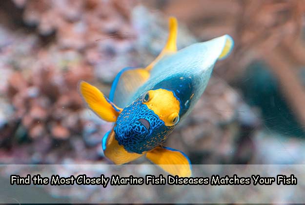 Find the Most Closely Marine Fish Diseases Matches Your Fish