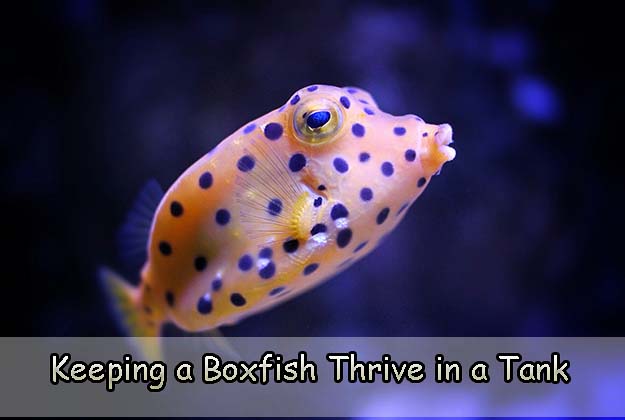 Keeping a Boxfish Thrive in a Tank: A Must-Have Guide to Follow