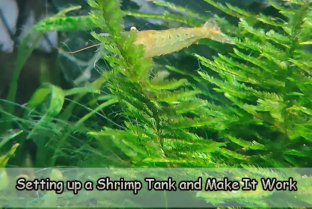 Setting up a Shrimp Tank and Make It Work