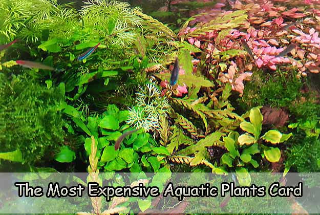 The Most Expensive Aquatic Plants Card