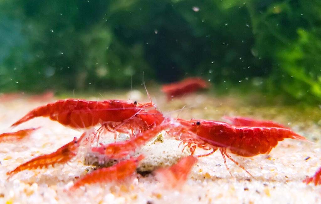 aquarium bottom dwellers​