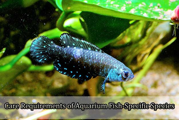 Care Requirements of Aquarium Fish-Specific Species