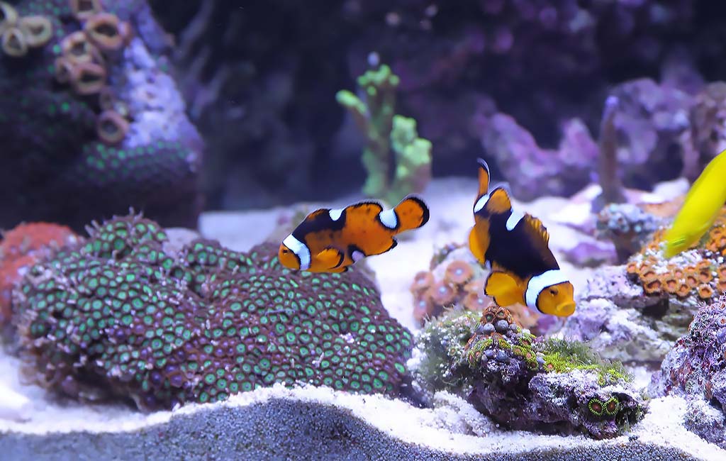 how much to feed fish