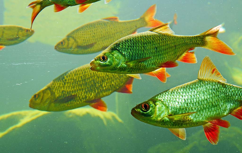fish feeding calculation