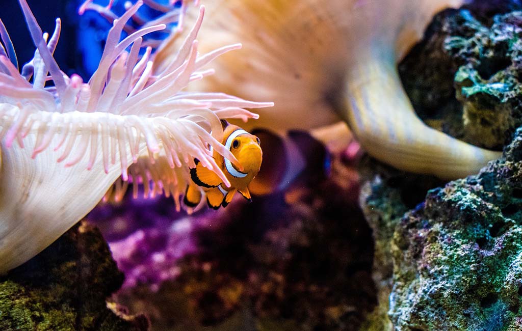 fish species in coral reefs