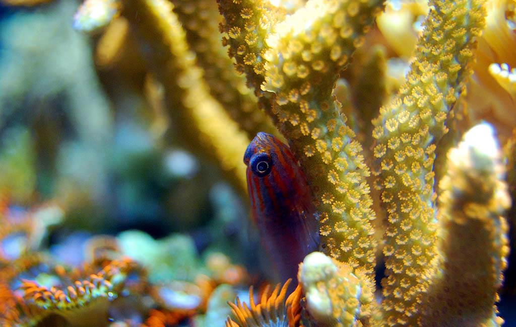 reef fish species​