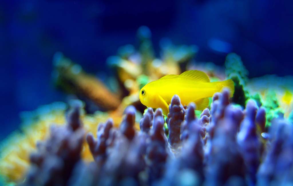 reef fish species​