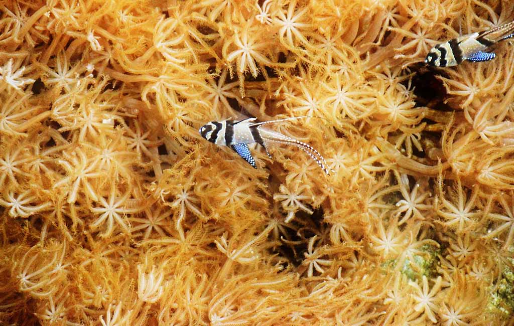 coral reef fish species