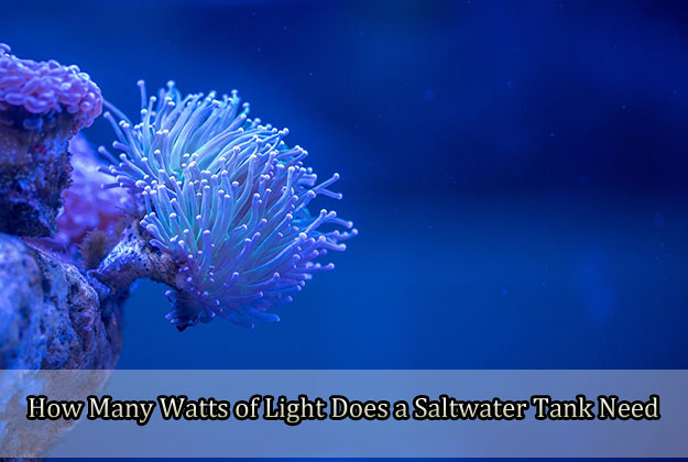 How Many Watts of Light Does a Saltwater Tank Need