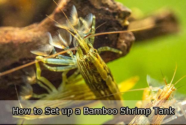 How to Set up a Bamboo Shrimp Tank