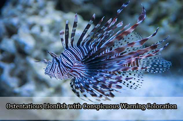 Ostentatious Lionfish with Conspicuous Warning Coloration