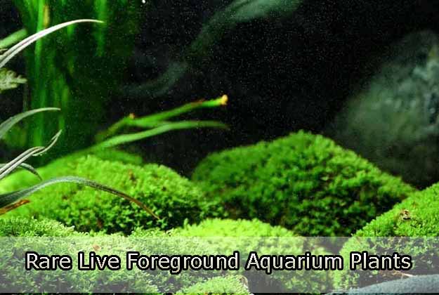 Rare Live Foreground Aquarium Plants