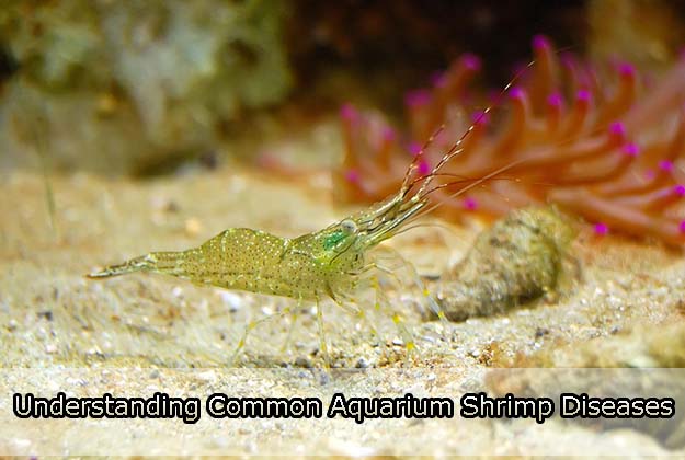 Understanding Common Aquarium Shrimp Diseases